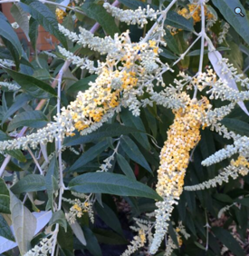 Buddleja madagascariensis x asiatica 'Wattle Bird'