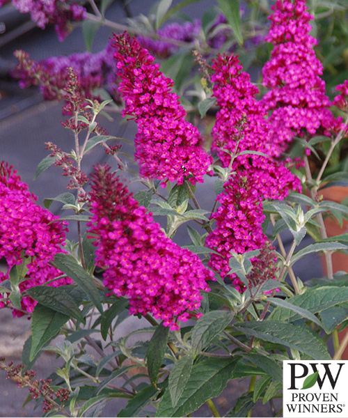 Buddleia Red Hot Raspberry Planters Patch | Passionate About Plants