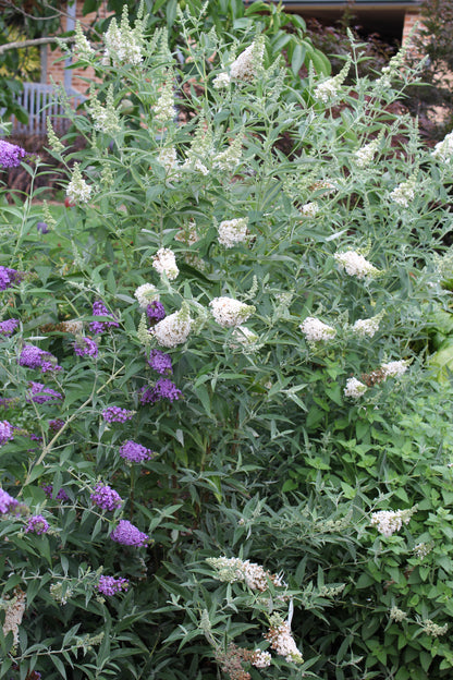 Buddleja davidii Buzz 'Ivory'