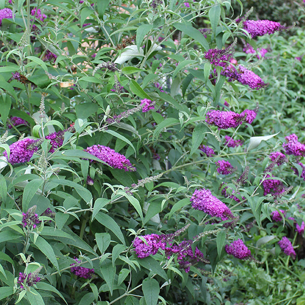 Buddleja davidii Buzz 'Purple'