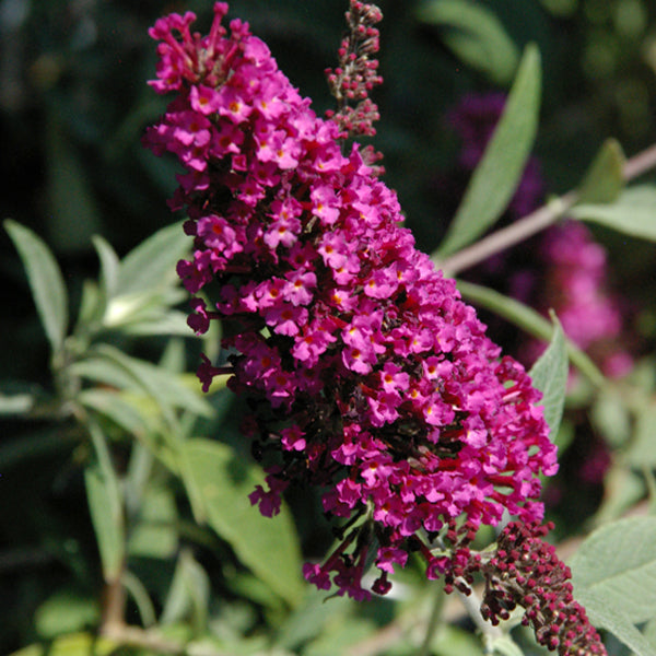 Buddleja davidii Buzz 'Velvet'