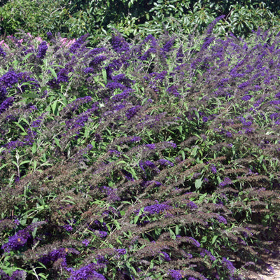 Buddleja Davidii Buzz 'Midnight'