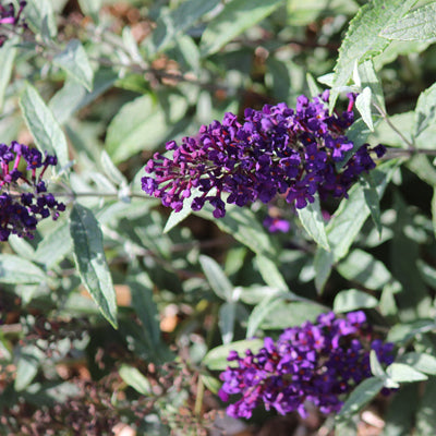 Buddleja Davidii Buzz 'Midnight'