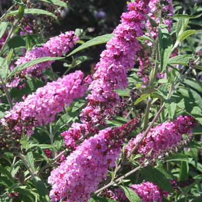 Buddleja davidii Buzz 'Soft Pink'