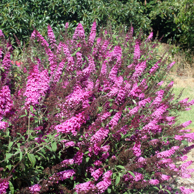 Buddleja davidii Buzz 'Soft Pink'