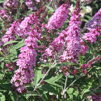 Buddleja davidii Buzz 'Soft Pink'