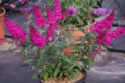 Buddleja davidii Buzz 'Hot Raspberry'