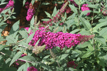 Buddleja davidii Buzz 'Velvet'