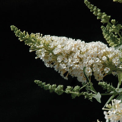 Buddleja davidii Buzz 'Ivory'