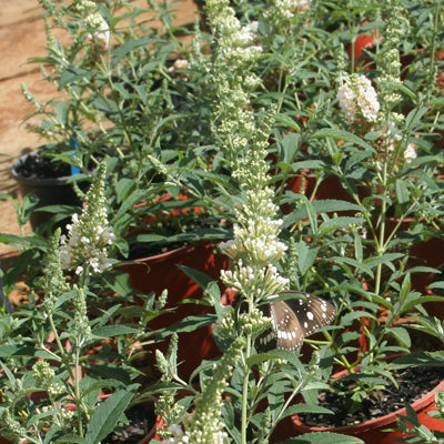 Buddleja davidii Buzz 'Ivory'