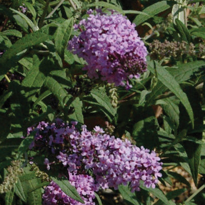 Buddleja davidii Buzz 'Sky Blue'