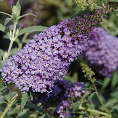 Buddleja davidii Buzz 'Sky Blue'