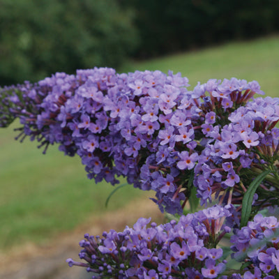 Buddleja davidii Buzz 'Sky Blue'