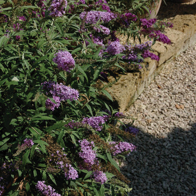 Buddleja davidii Buzz 'Sky Blue'