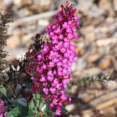 Buddleja davidii Buzz 'Hot Raspberry'