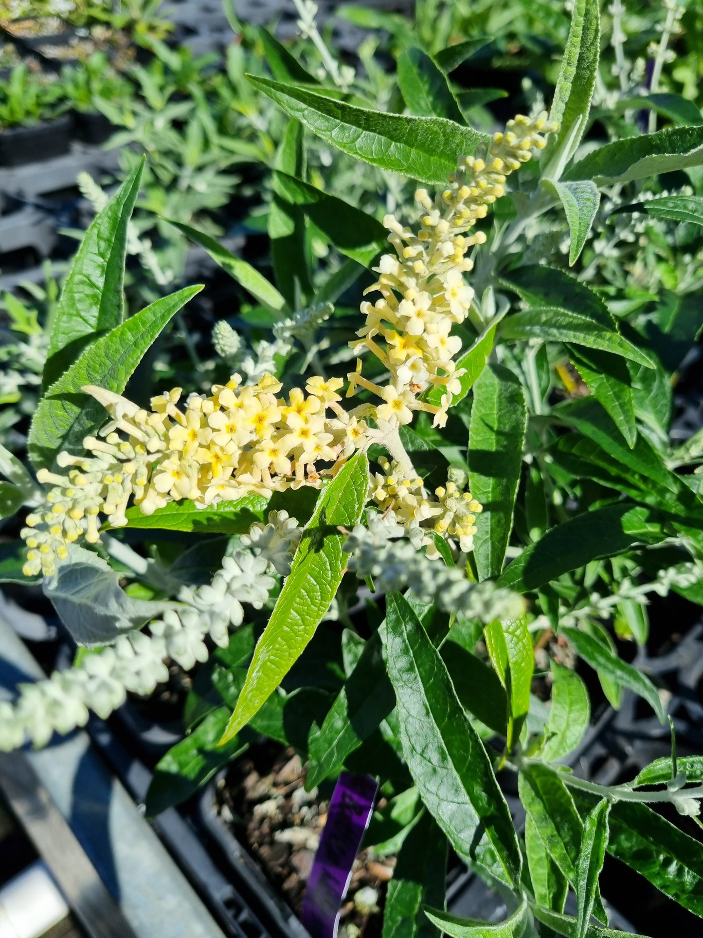 Buddleja madagascariensis x asiatica 'Wattle Bird'