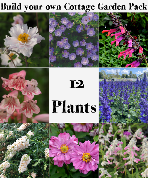 Build your own Cottage Garden Pack - 12 Plants