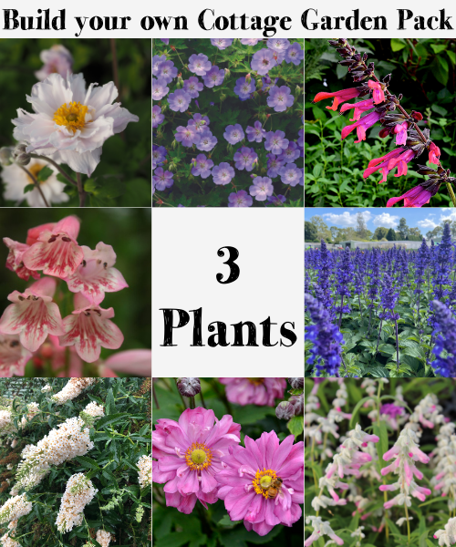 Planters Patch | Passionate About Plants