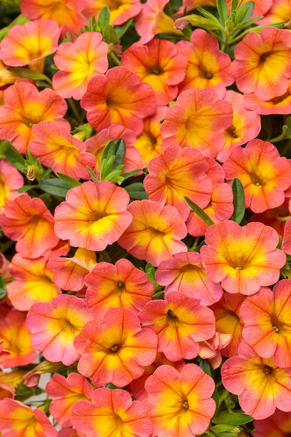 Calibrachoa hybrid 'Superbells Coral Sun' - NEW
