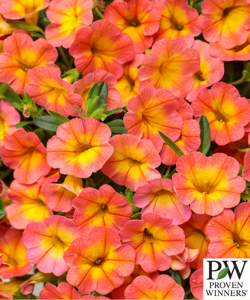 Calibrachoa hybrid 'Superbells Coral Sun' - NEW