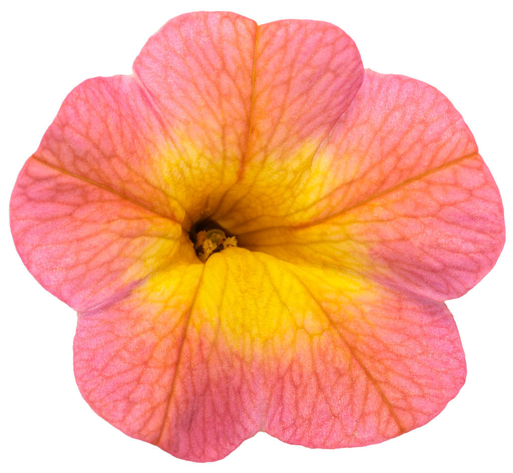 Calibrachoa hybrid 'Superbells Coral Sun' - NEW