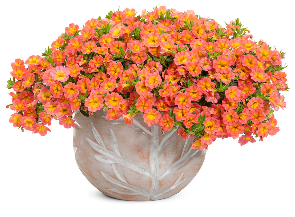 Calibrachoa hybrid 'Superbells Coral Sun' - NEW