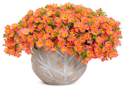 Calibrachoa hybrid 'Superbells Coral Sun' - NEW