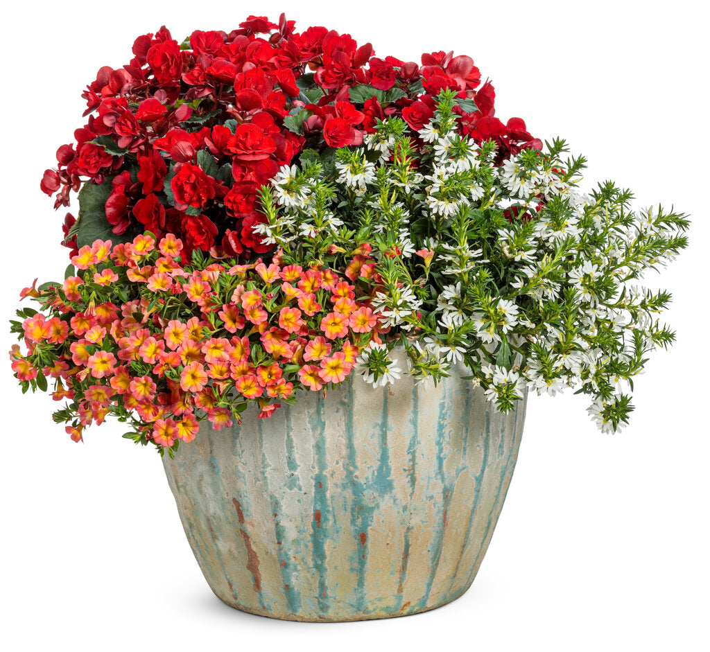 Calibrachoa hybrid 'Superbells Coral Sun' - NEW
