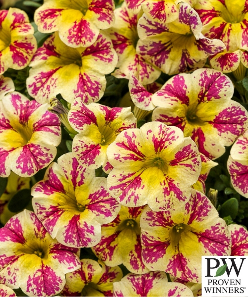 Calibrachoa hybrid 'Superbells Holy Moly!' - NEW