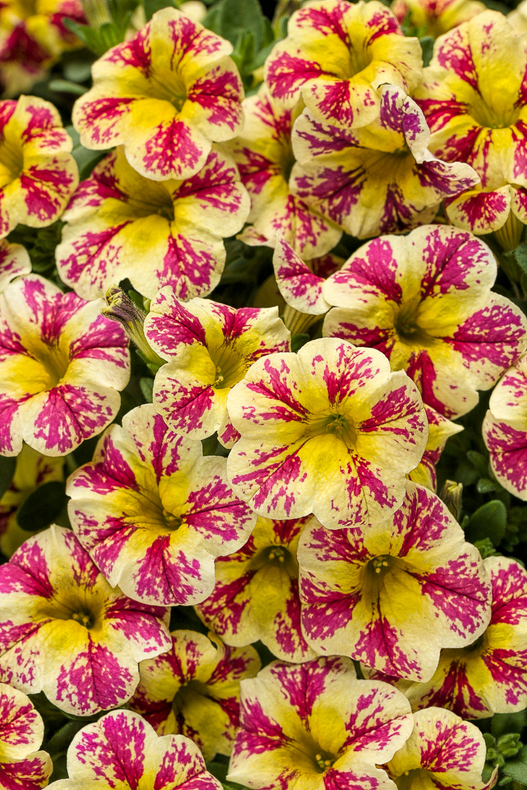 Calibrachoa hybrid 'Superbells Holy Moly!' - NEW