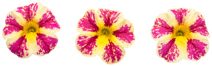 Calibrachoa hybrid 'Superbells Holy Moly!' - NEW