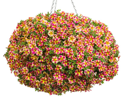 Calibrachoa hybrid 'Superbells Holy Moly!' - NEW