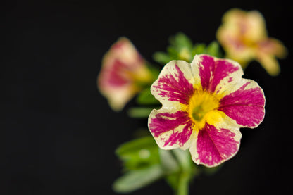 Calibrachoa hybrid 'Superbells Holy Moly!' - NEW