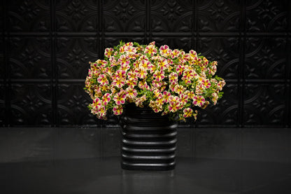 Calibrachoa hybrid 'Superbells Holy Moly!' - NEW