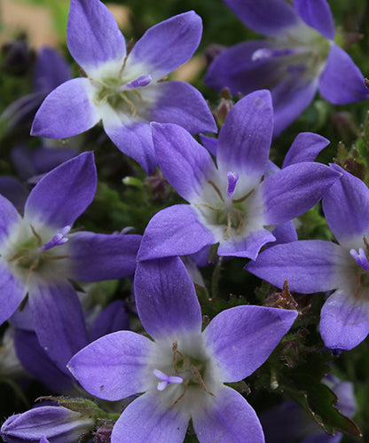 Campanula poscharskyana 'Blue Gown'