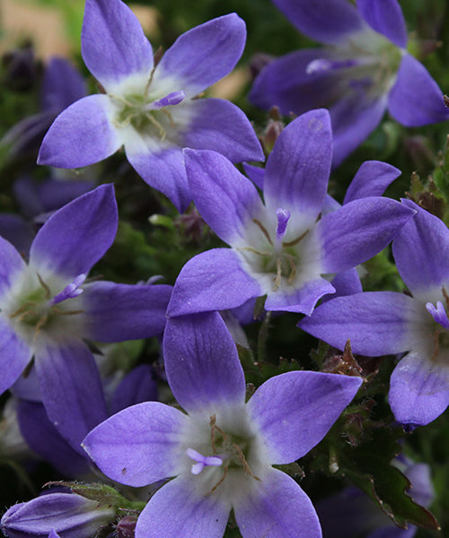Campanula poscharskyana 'Blue Gown'