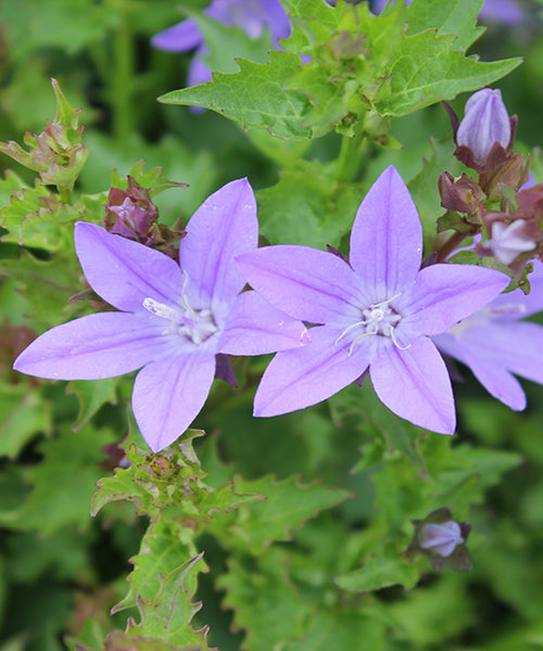 Campanula poscharskyana 'Blue Waterfall'