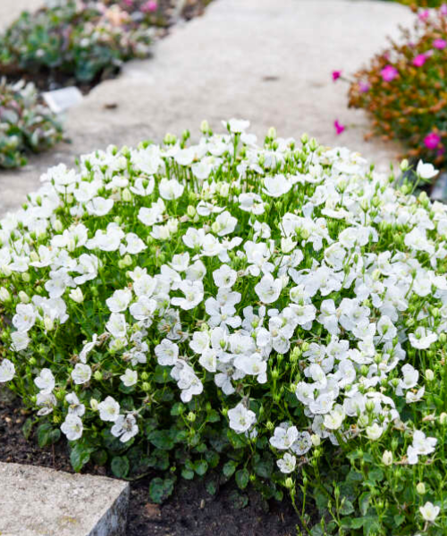 Campanula carpatica 'Mini Marvels Starbright' - NEW