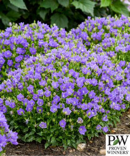 Campanula carpatica 'Mini Marvels Midnight' - NEW