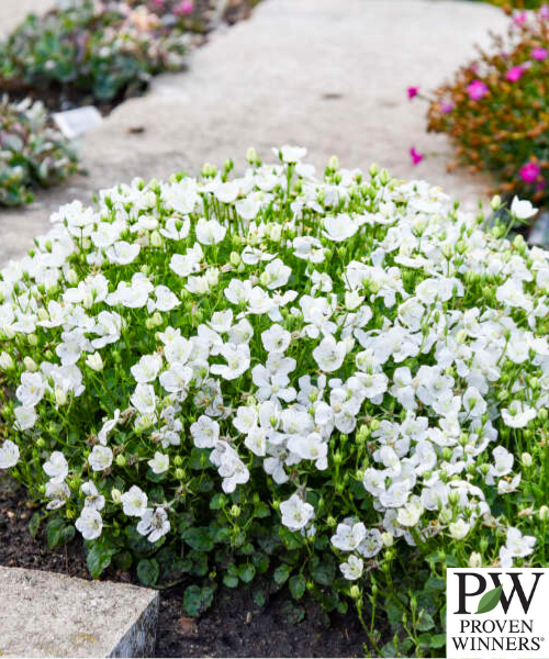 Campanula carpatica 'Mini Marvels Starbright' - NEW