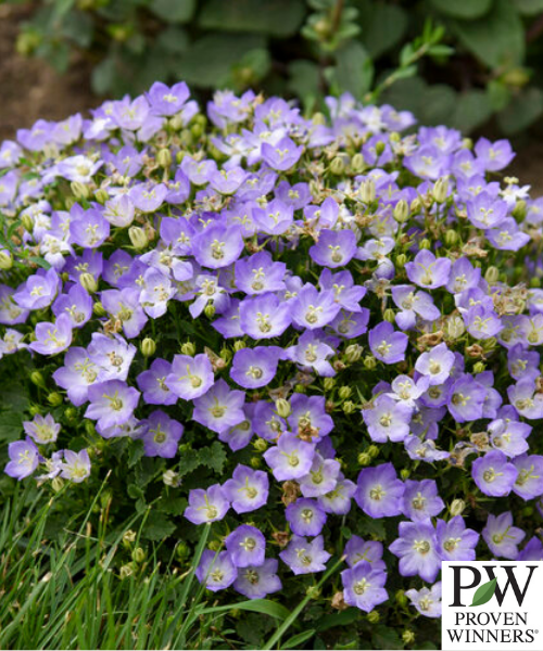 Campanula carpatica 'Mini Marvels Twilight' - NEW