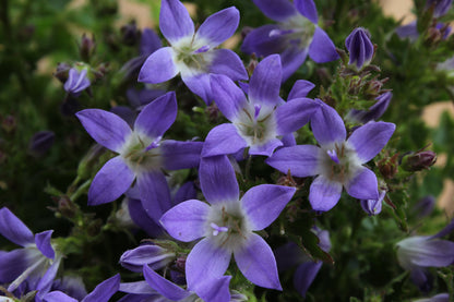 Campanula poscharskyana 'Blue Gown'