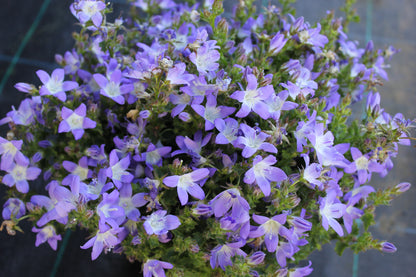 Campanula poscharskyana 'Blue Gown'
