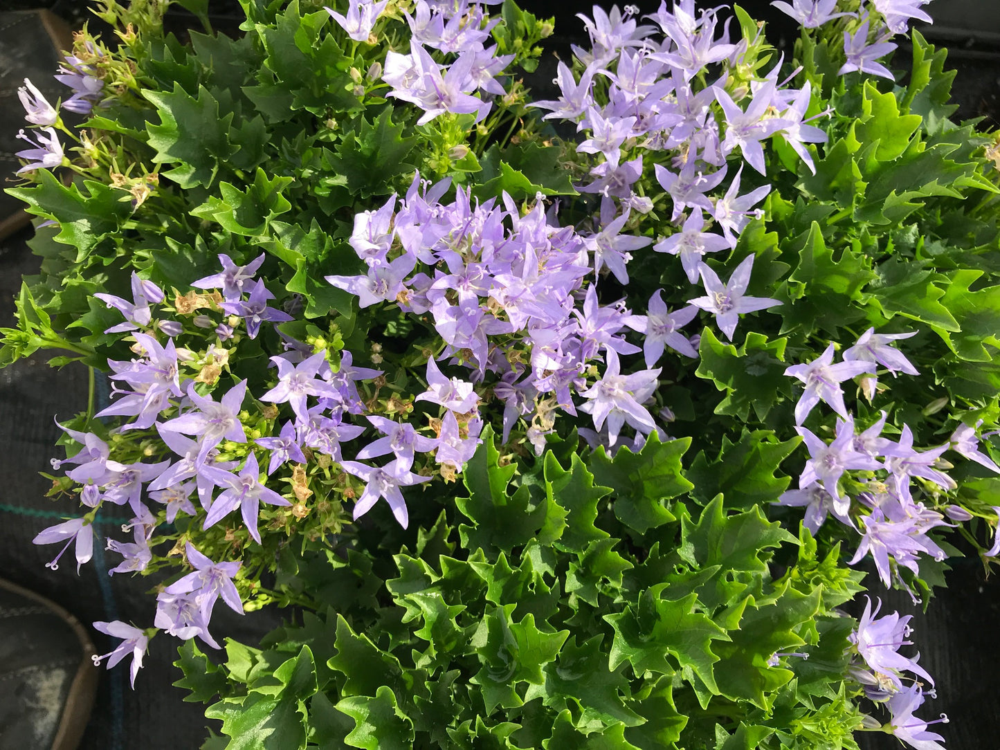 Campanula poscharskyana 'Blue Waterfall'