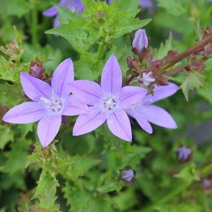 Campanula poscharskyana 'Blue Waterfall'