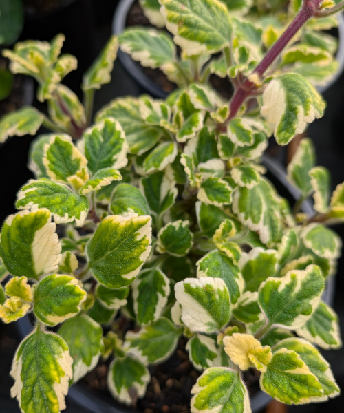 Plectranthus madagascariensis 'Varigated White' - NEW