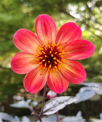 Dahlia variabilis 'Arcadian Sunset'