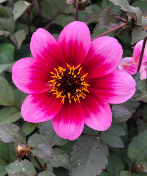 Dahlia variabilis 'Dannevirke'