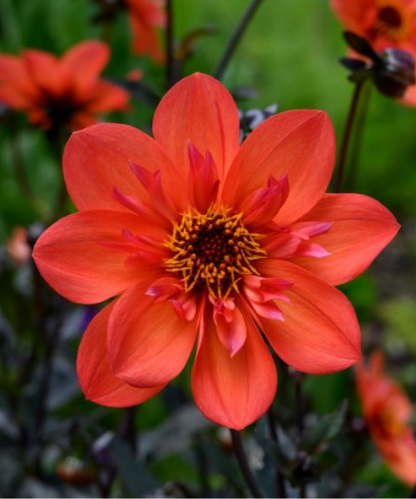 Dahlia variabilis 'Dream Seeker' - NEW