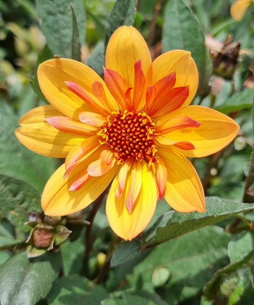 Dahlia variabilis 'Dream Weaver'